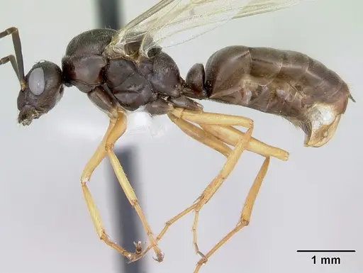 Formica wheeleri - CASENT0173022