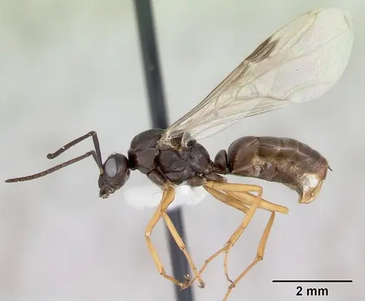 Formica wheeleri - CASENT0173022