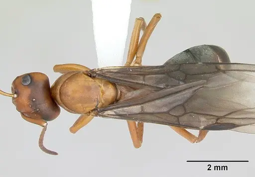 Formica wheeleri - CASENT0173023