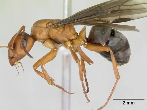 Formica wheeleri - CASENT0173023