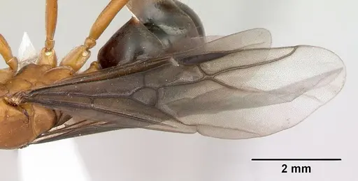 Formica wheeleri - CASENT0173023