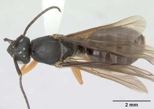 Formica wheeleri - CASENT0173024