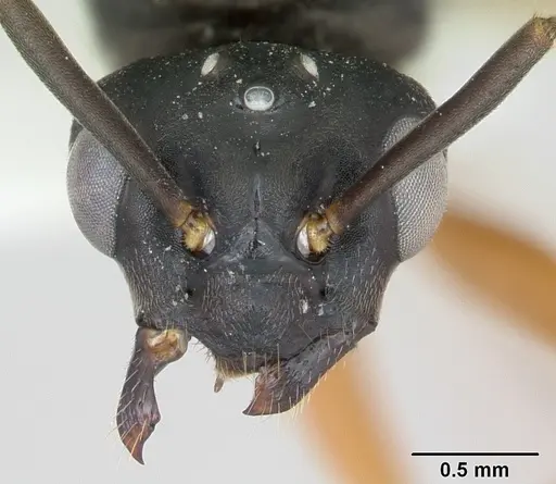 Formica wheeleri - CASENT0173024