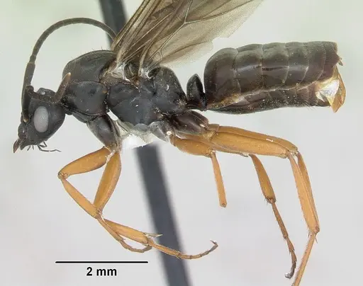 Formica wheeleri - CASENT0173024