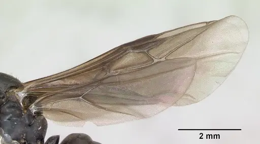 Formica wheeleri - CASENT0173024