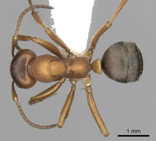 Formica wheeleri - CASENT0280426