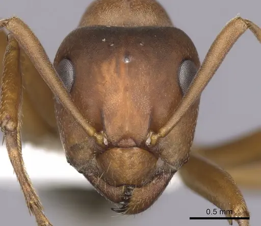 Formica wheeleri - CASENT0280426