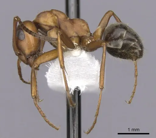 Formica wheeleri - CASENT0280426