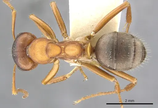 Formica wheeleri - CASENT0903282