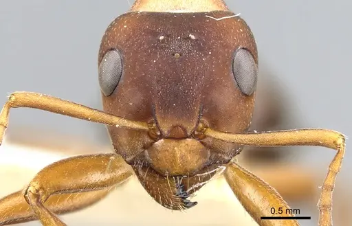 Formica wheeleri - CASENT0903282