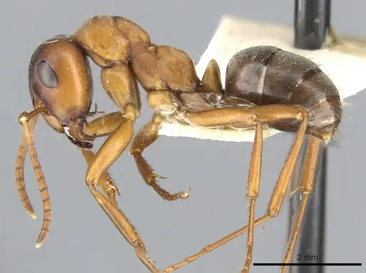 Formica wheeleri - CASENT0903282