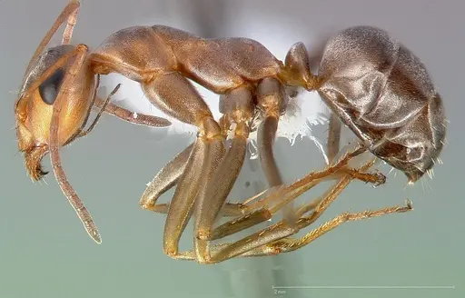 Formica xerophila specimen