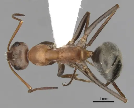 Formica xerophila - CASENT0280371