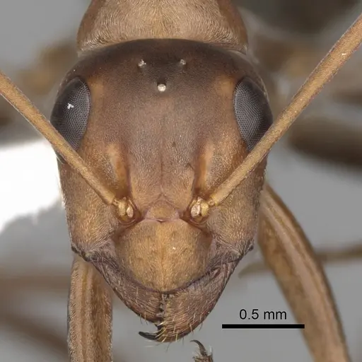 Formica xerophila - CASENT0280371