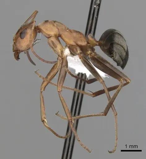 Formica xerophila - CASENT0280371