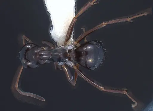 Formica yoshiokae specimen