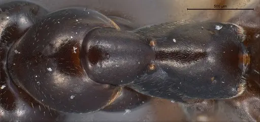 Formica yoshiokae specimen