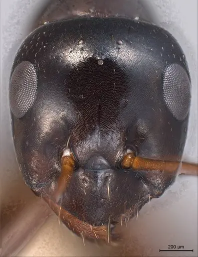 Formica yoshiokae specimen