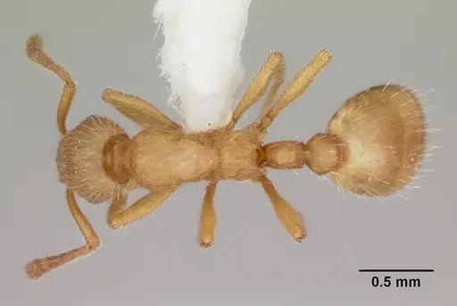 Formicoxenus chamberlini specimen