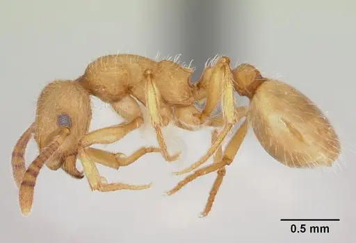 Formicoxenus chamberlini specimen