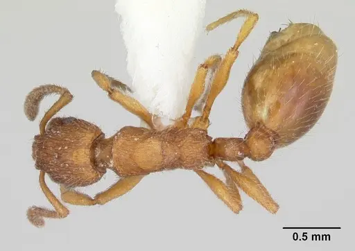 Formicoxenus chamberlini - CASENT0103457