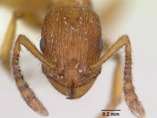 Formicoxenus chamberlini - CASENT0103457