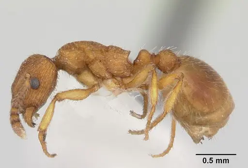 Formicoxenus chamberlini - CASENT0103457