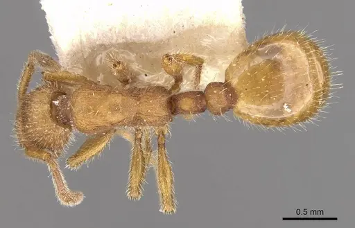 Formicoxenus chamberlini - CASENT0909068