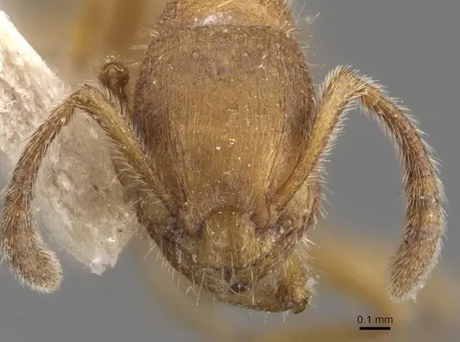 Formicoxenus chamberlini - CASENT0909068