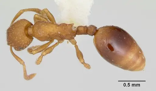 Formicoxenus hirticornis specimen