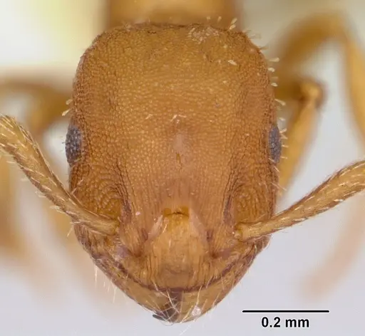 Formicoxenus hirticornis specimen
