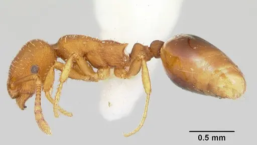 Formicoxenus hirticornis specimen