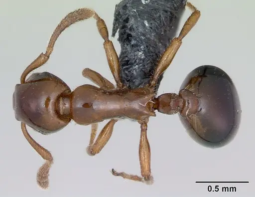 Formicoxenus nitidulus specimen