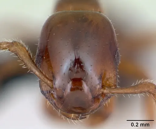 Formicoxenus nitidulus specimen