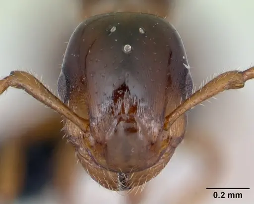 Formicoxenus nitidulus - CASENT0173160