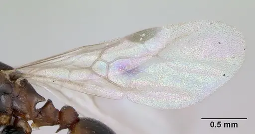 Formicoxenus nitidulus - CASENT0173160