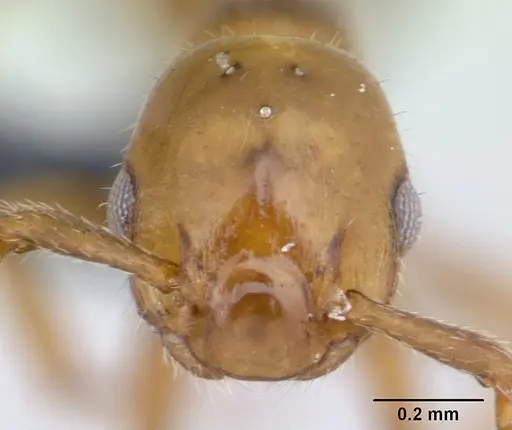 Formicoxenus nitidulus - CASENT0178346