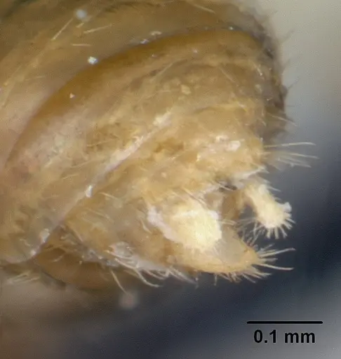 Formicoxenus nitidulus - CASENT0178346