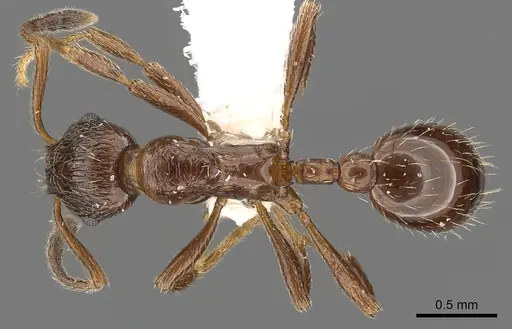 Formicoxenus nitidulus - CASENT0900336