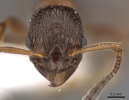 Formicoxenus nitidulus - CASENT0900336