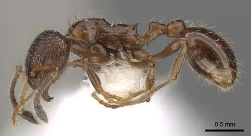 Formicoxenus nitidulus - CASENT0900336