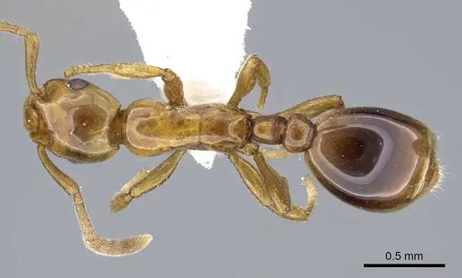 Formicoxenus nitidulus - CASENT0914974