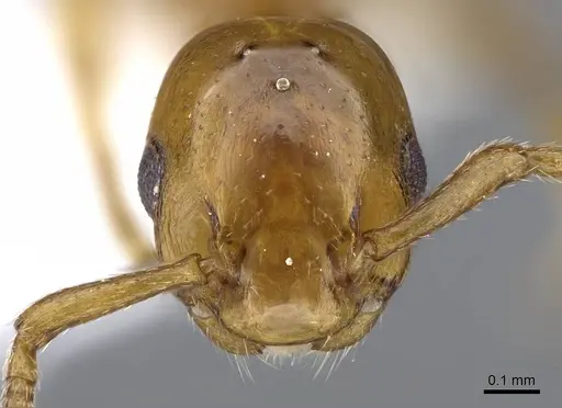 Formicoxenus nitidulus - CASENT0914974