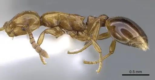 Formicoxenus nitidulus - CASENT0914974