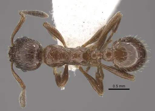 Formicoxenus nitidulus - CASENT0917700