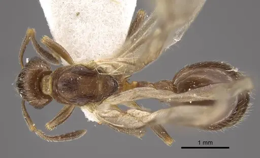 Formicoxenus nitidulus - CASENT0917700