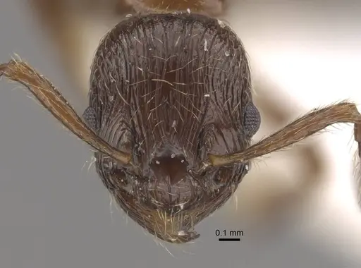 Formicoxenus nitidulus - CASENT0917700