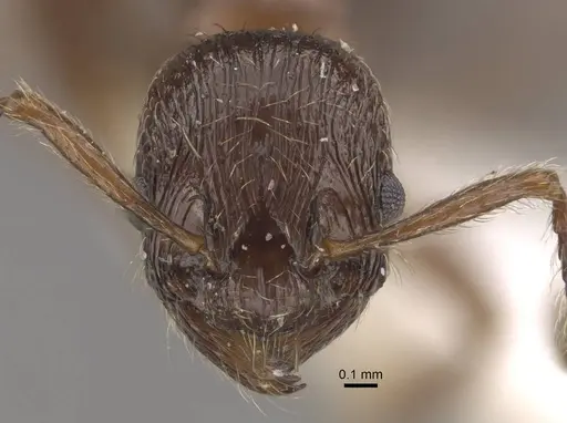 Formicoxenus nitidulus - CASENT0917700