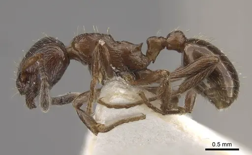 Formicoxenus nitidulus - CASENT0917700