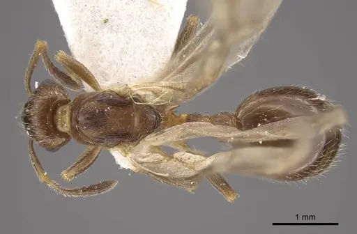 Formicoxenus nitidulus - CASENT0917701